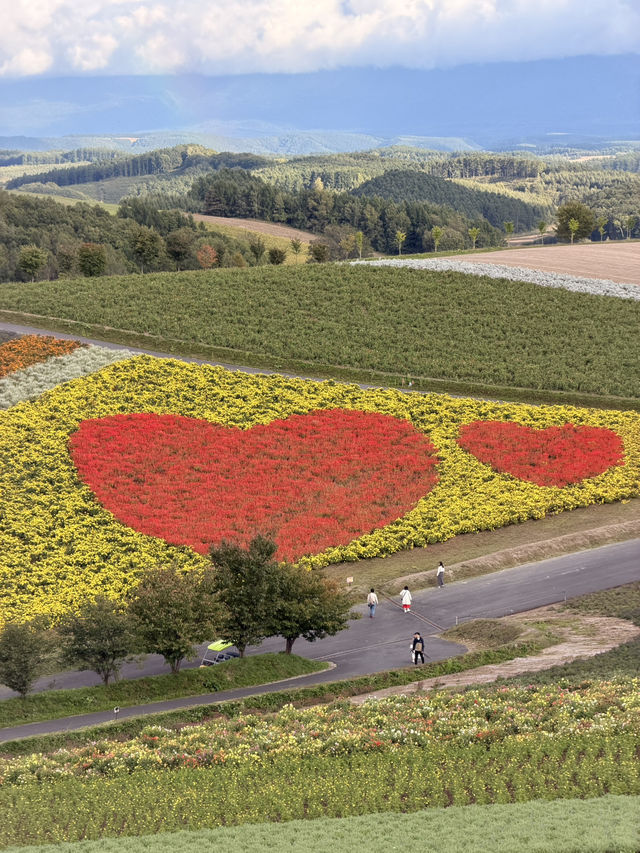 【北海道】美瑛で四季折々の花畑を満喫🌼🌿