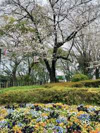 🏞️ Heritage Stroll at Asukayama Park