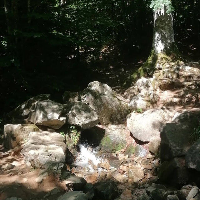 Cascade du Hohwald – The Hidden Gem of the Alsatian Forests