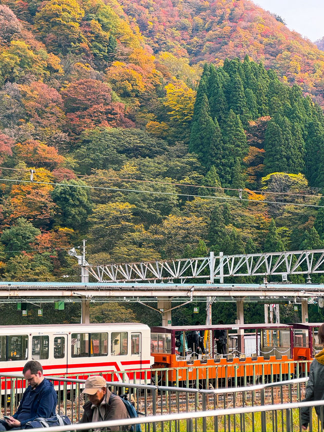 🍁단풍으로 짙게 물든 쿠로베 협곡과 에메랄드 빛 강을 볼 수 있는 가을 ‘쿠로베 협곡 토롯코 열차’