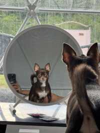 Moon Camp Khaoyai น้องหมาเข้าพักได้🐶