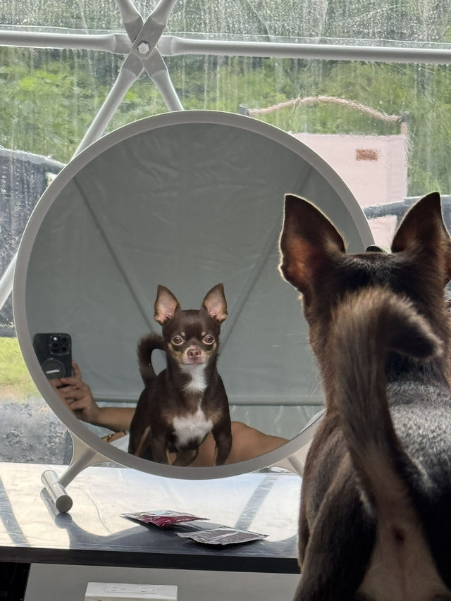 Moon Camp Khaoyai น้องหมาเข้าพักได้🐶