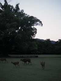 Fairytale Quebec🍁
