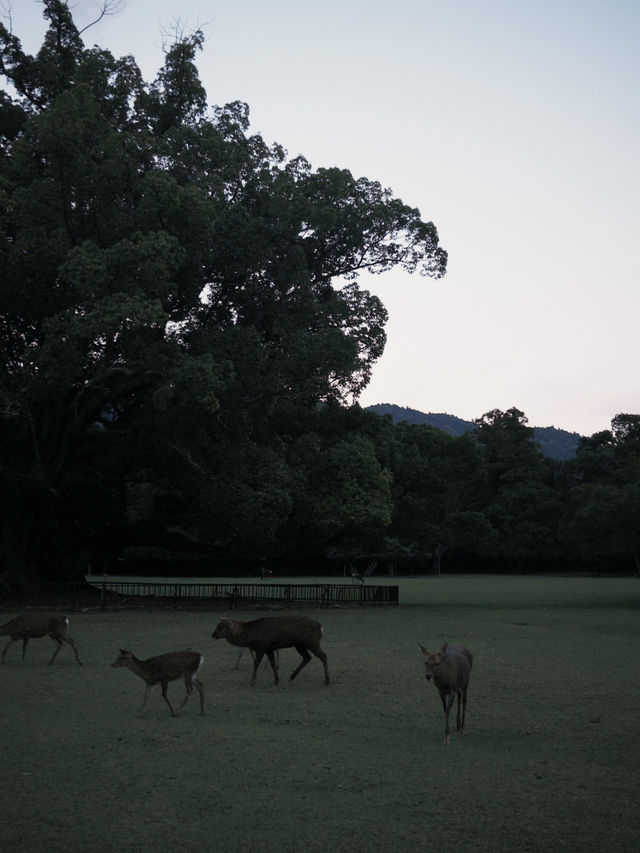 Fairytale Quebec🍁