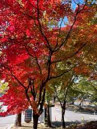 🌳올림픽공원 산책길