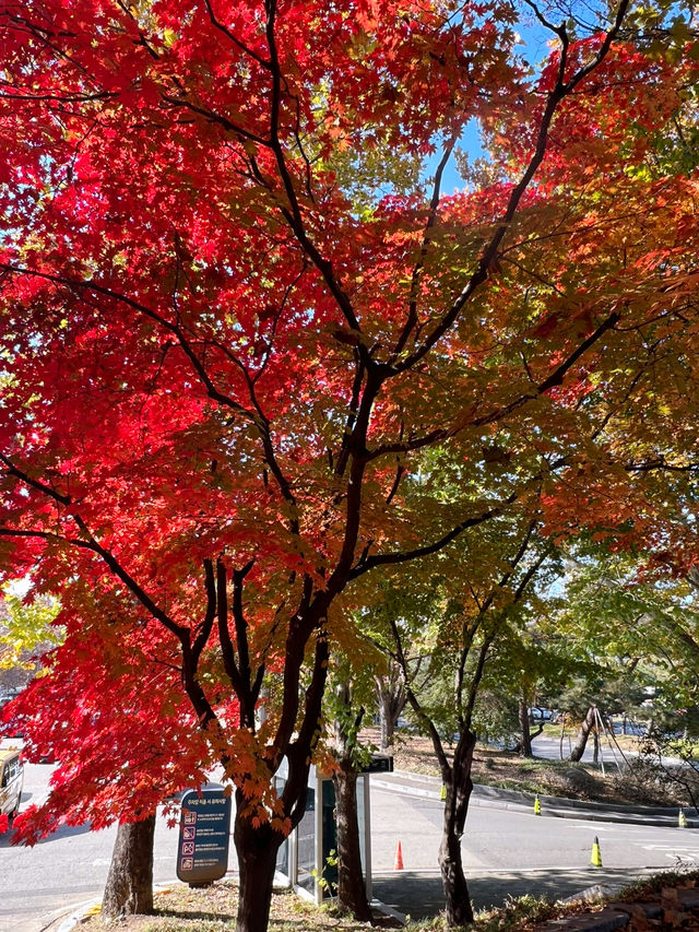 🌳올림픽공원 산책길