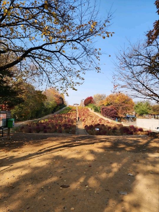 ⭐서울 올림픽공원 하루 코스 – 거대한 엄지상 구경하고, 가을 댑싸리 걷고, 청와옥에서 마무리!