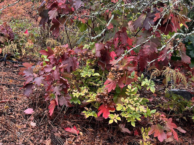 Queen Elizabeth Park