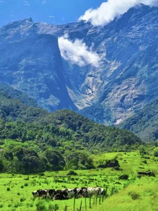 Dreamy Desa Dairy Farm: Sabah’s Slice of NZ 🩷🐄