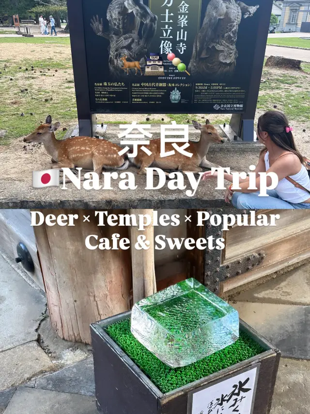 🇯🇵Tour trong ngày ở Nara | Đàn hươu × Đền cổ × Quán cà phê và món tráng miệng nổi tiếng✨