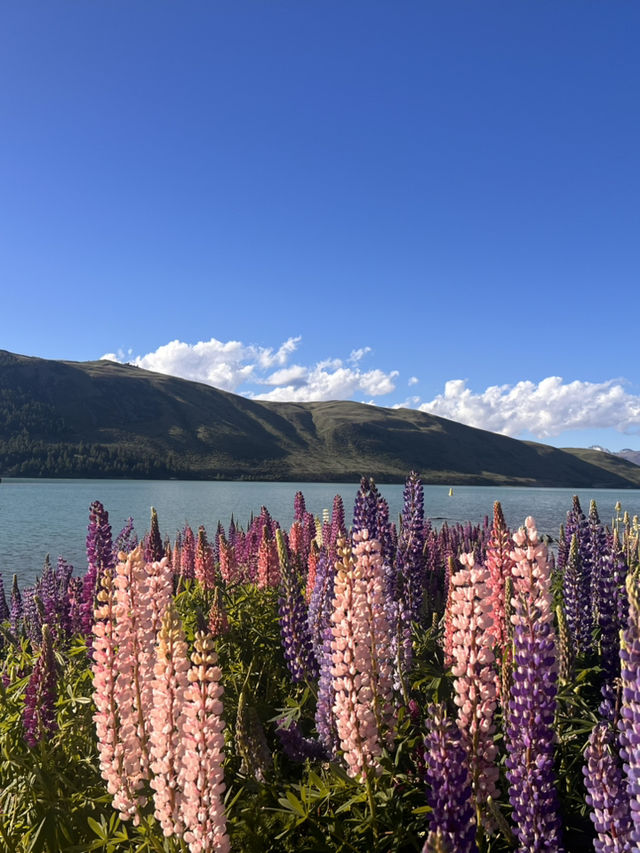 念願のTekapo⛪️⭐️ルピナスが咲き誇ってた! 念願のTekapo⛪️⭐️ルピナスが咲き誇ってた!
