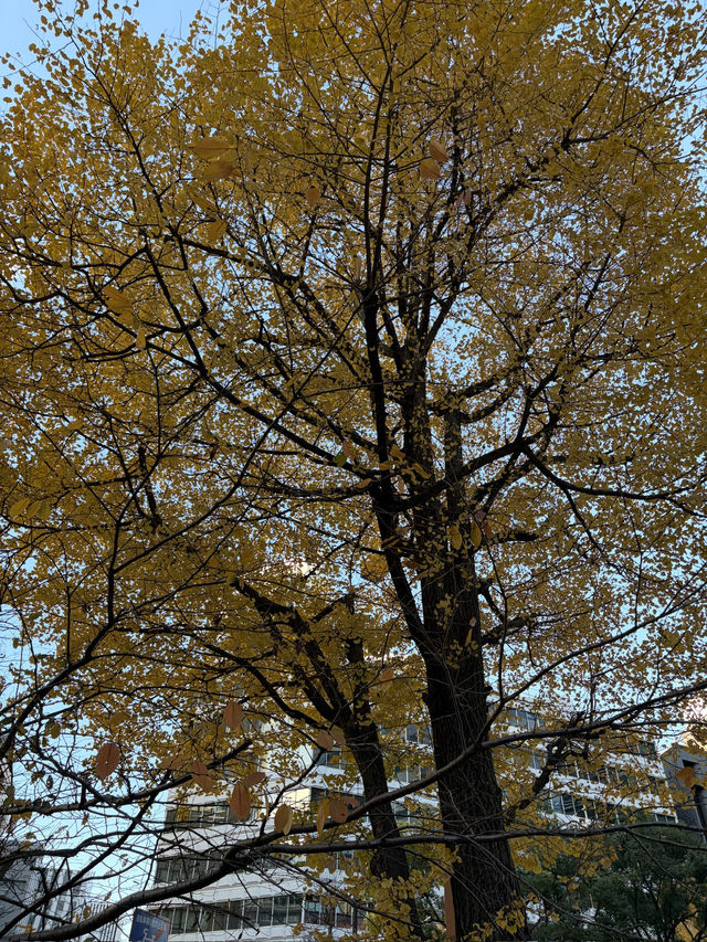 名古屋車站前金黃暴風！百貨步道銀杏滿天飛，像走進日劇