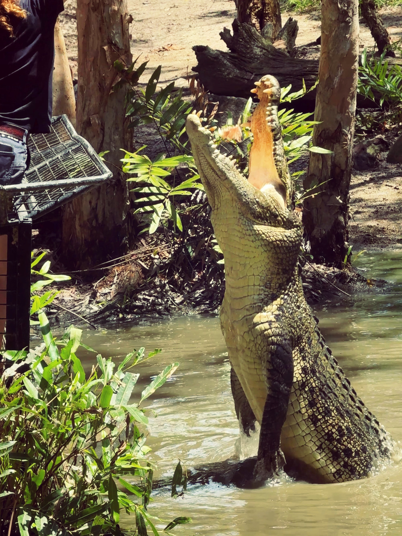 Hartley’s Crocodile Adventures 