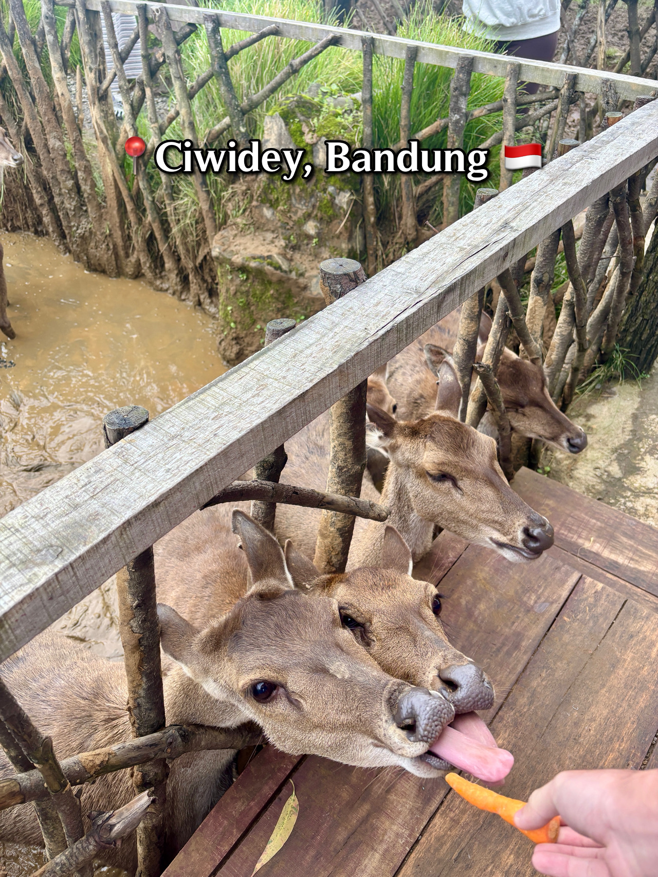 Hidden Nature Escape in Ciwidey 🌿🦌✨