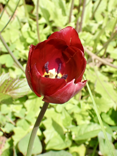 日比谷公園散策路の春の花びらの詳細 | Trip.com 東京