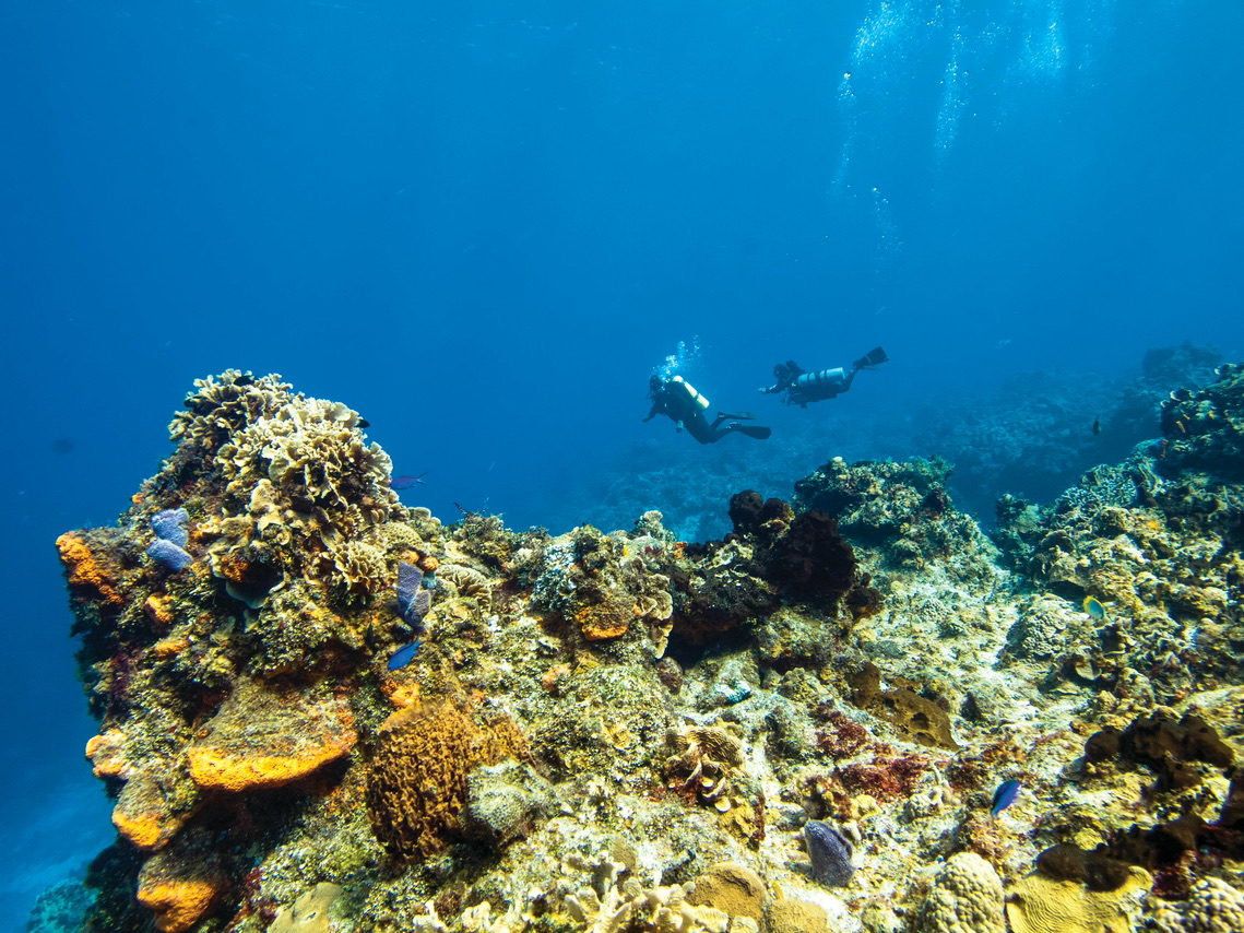 Panglao Dive Magic🌊