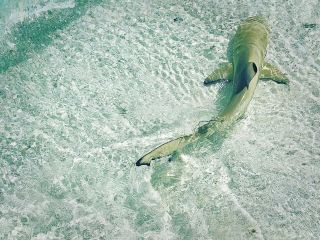 浅瀬と太陽の光：モルディブの大自然が織りなす魔法の発見。