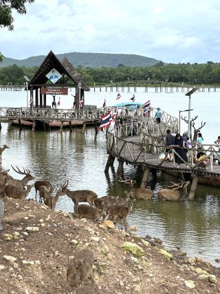Deer Bridge in Chumporn | Nature time out in the city🦌🍀