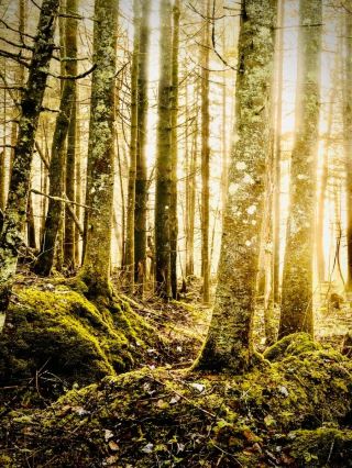Samaria Gorge and the Cliff Moss Cypress Forest: Crete's 16 km Downhill Slogeasytravelpost #Samaria