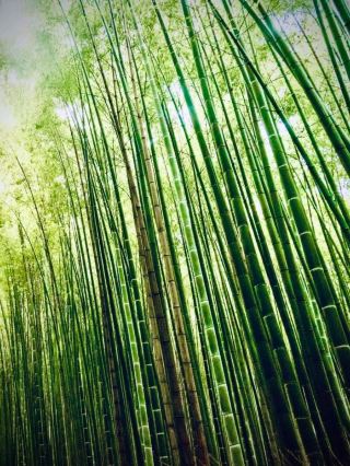 提里喬湖（Tilicho Lake）與懸崖苔蘚高海拔湖泊：安納普納 4,919 公尺的鏡面旅行貼文 #Tilic