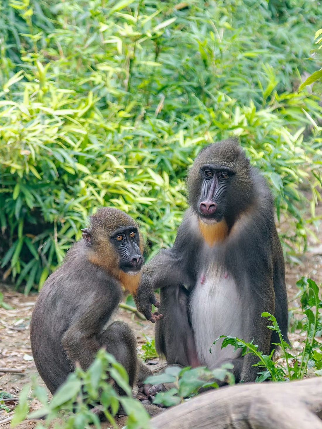 🦌 A Day in the Animal World | Nanjing Hongshan Forest Zoo