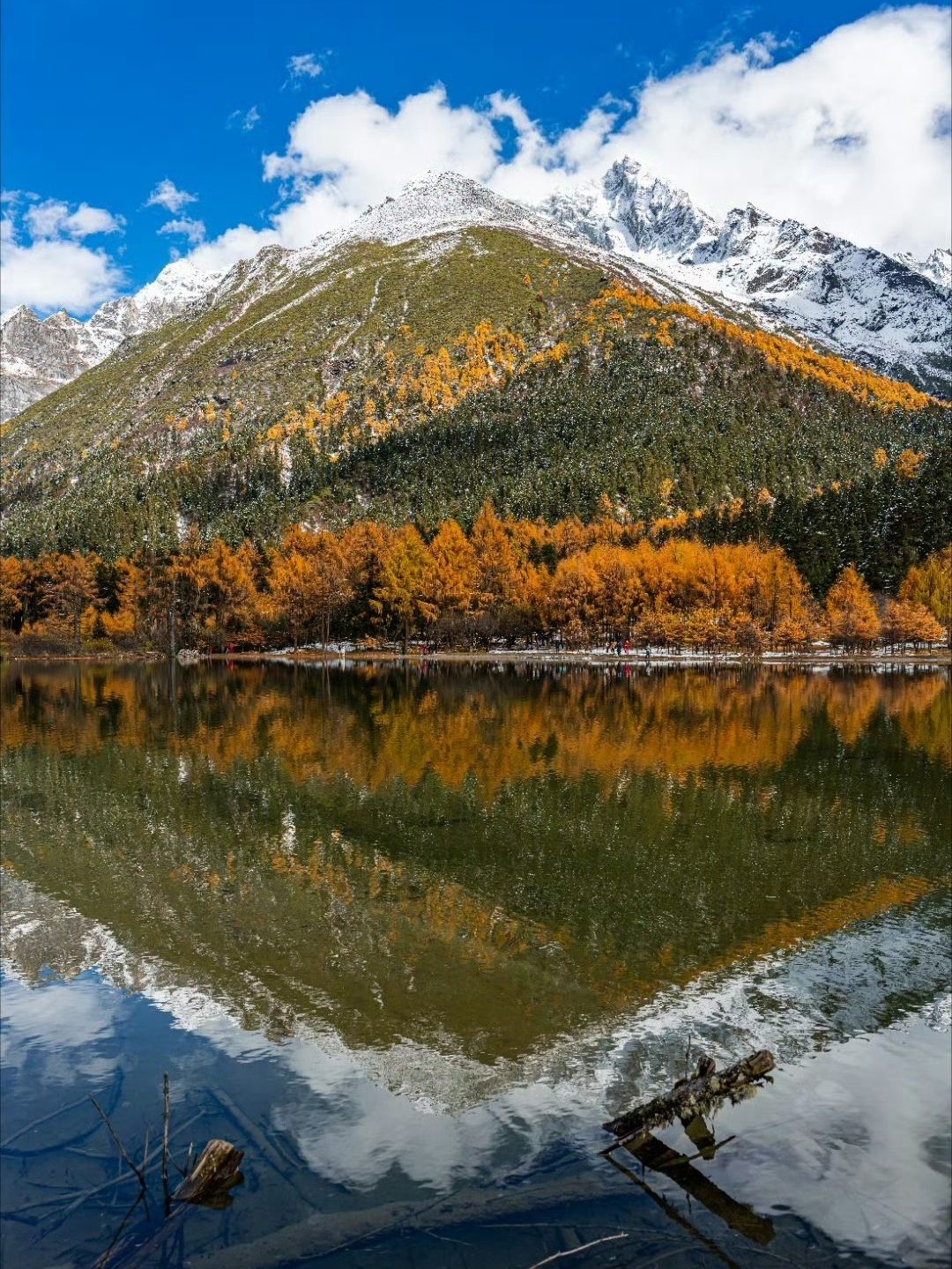 Autumn in Western Sichuan: Golden Forests and Snow-Capped Peaks 🍂🏔️