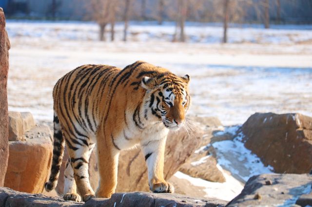 A Wild Encounter in Harbin 🐯🌲