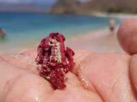 Pink sand Beach 🏖 near Komodo island 🏝 