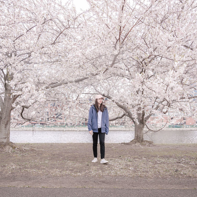 Cherry Blossoms in Boston @ Charles River Esplanade