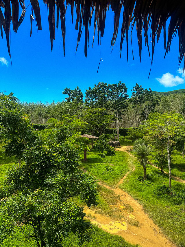 Phuket's Most Ethical Elephant Sanctuary 