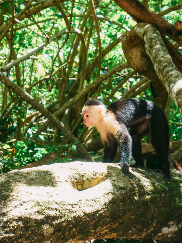 まるで動物園！野生のナマケモノにも会えるカウイタ🇨🇷