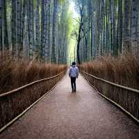 Kyoto and around!