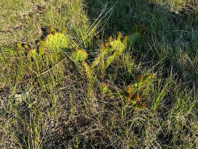 🏜️ Toadstool Geologic Park – Nebraska’s Hidden “Badlands” Wonderland 🏜️ Toadstool Geologic Park – Nebraska’s Hidden “Badlands” Wonderland