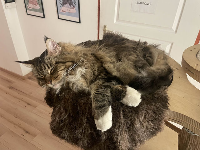 【ハンガリー🇭🇺】中心地に位置する猫カフェ🐈🐾 in Budapest