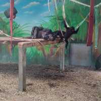 Attica Zoological Park 🐪