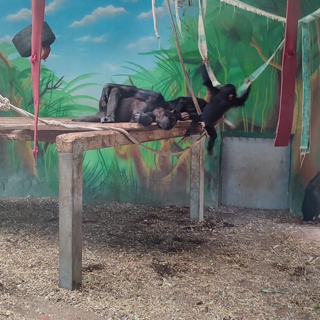 Attica Zoological Park 🐪