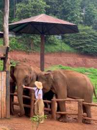 🐘코끼리랑 교감할 수 있는 치앙마이카페 🏡