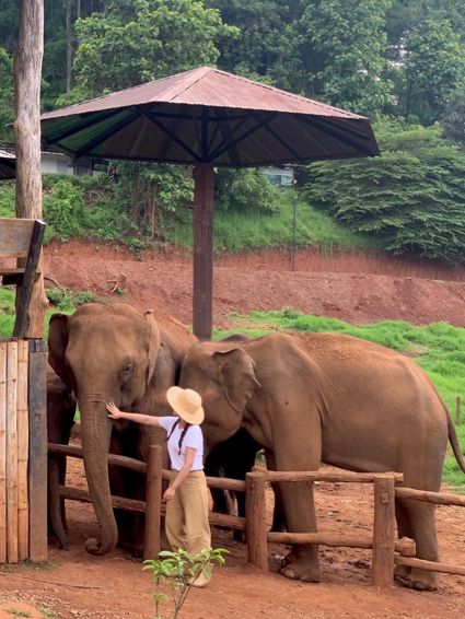 🐘코끼리랑 교감할 수 있는 치앙마이카페 🏡