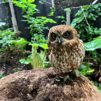 🦘札幌北部野生動物園🦔日本最危險的動物園