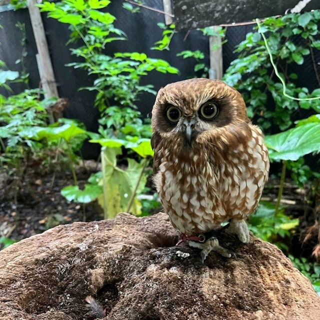🦘札幌北部野生動物園🦔日本最危險的動物園