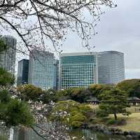 🌸東京康萊德酒店🌸飽覽東京海灣美景