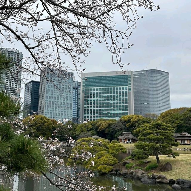 🌸東京康萊德酒店🌸飽覽東京海灣美景