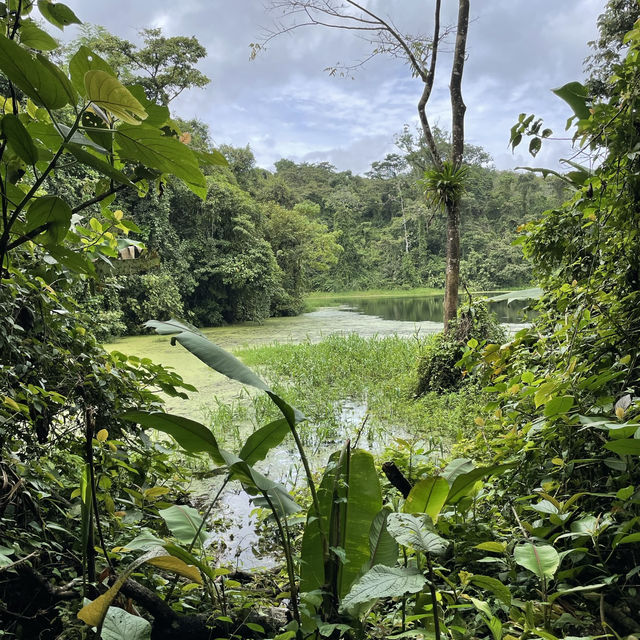 A volcano in the rainforest 