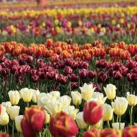 Beautiful Tully’s Tulip Farm 