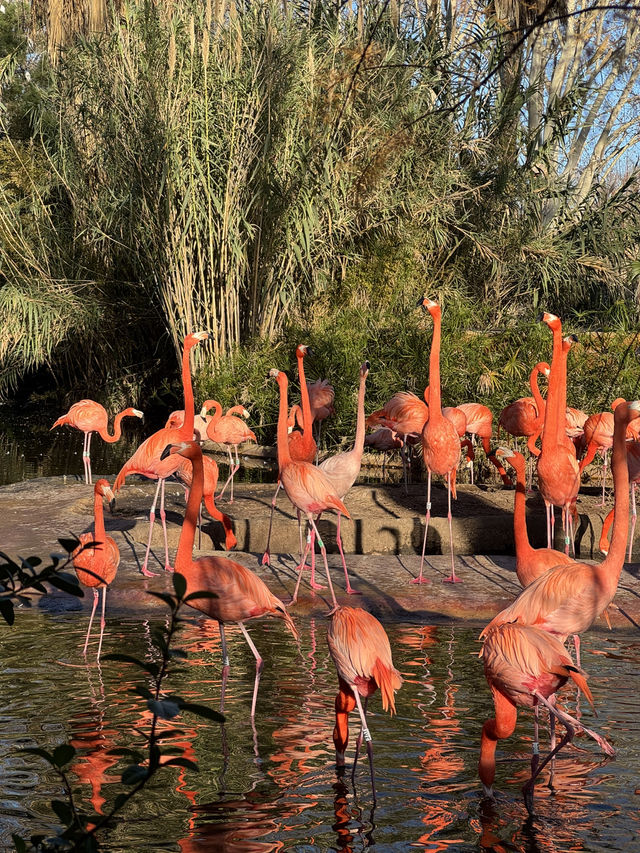 Safari Serenity at Barcelona Zoo! 🦩