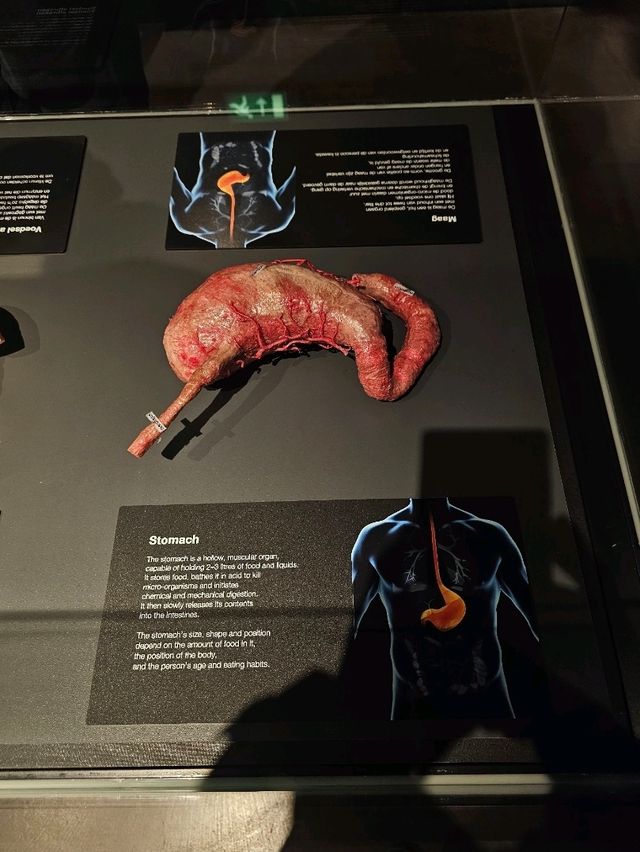 Exploring the Human Body at Body Worlds Amsterdam