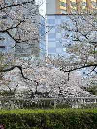 Beauty of end of Sakura season 