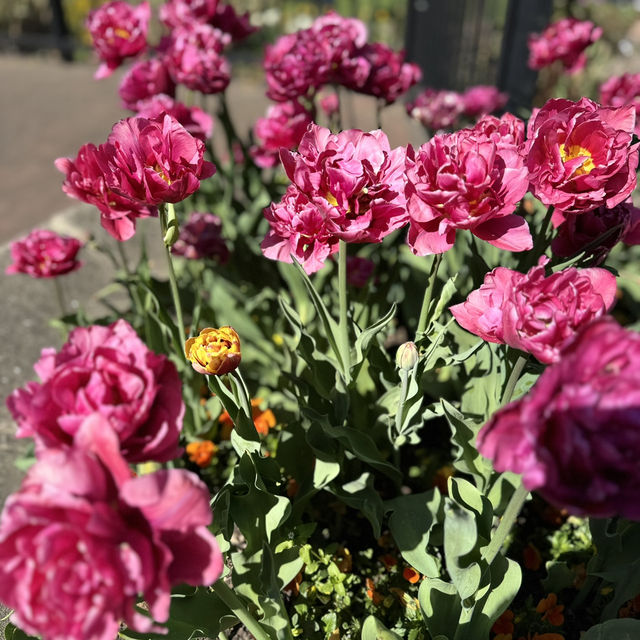 Spring into Bloom