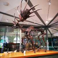 Leeds City Museum: A Cultural Gem in the Heart of Leeds