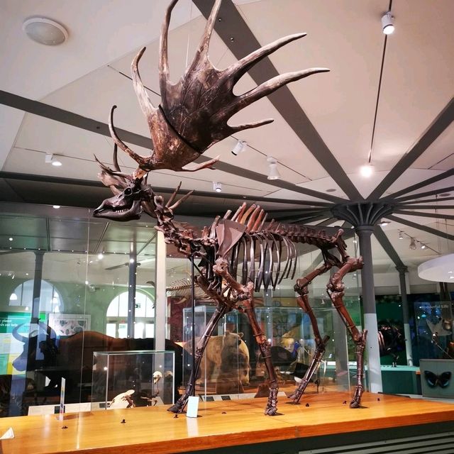 Leeds City Museum: A Cultural Gem in the Heart of Leeds